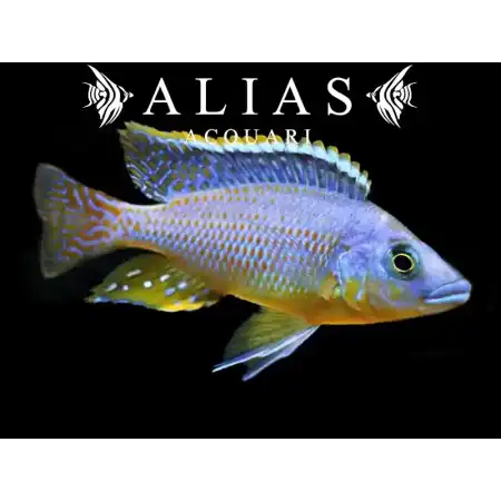 Protomelas Hertae
