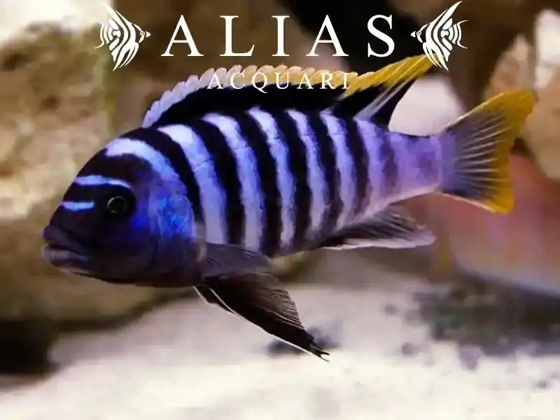 Cynotilapia sp. Jalo Jalo Reef