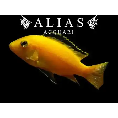 Labidochromis Species yellow Kakusa
