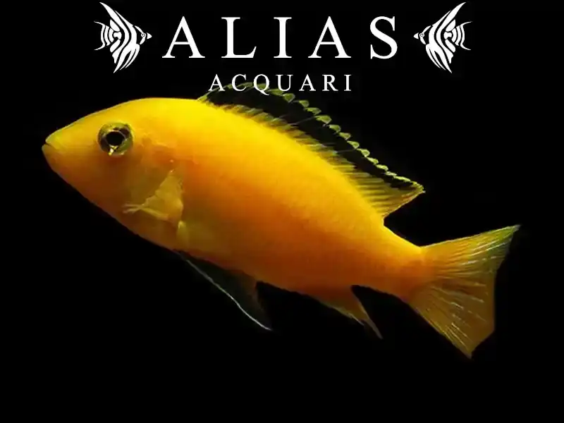 Labidochromis Species yellow Kakusa