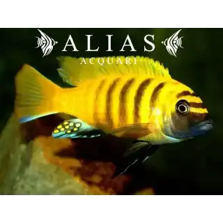 Pseudotropheus Zebra Kavanga gold