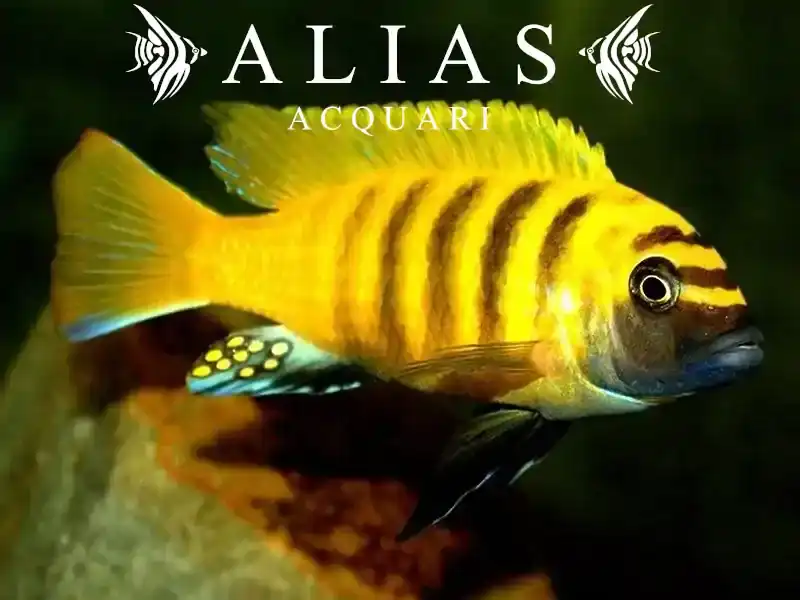 Pseudotropheus Zebra Kavanga gold
