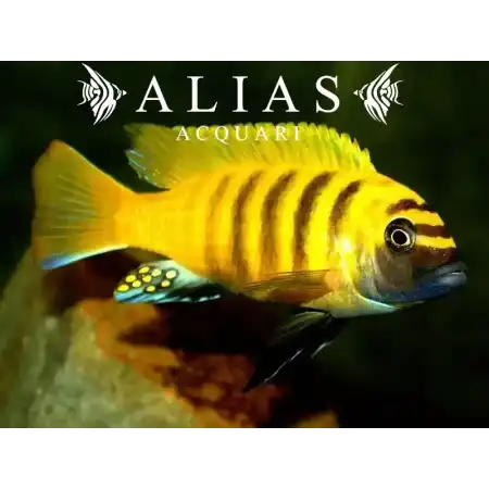 Pseudotropheus Zebra Kavanga gold
