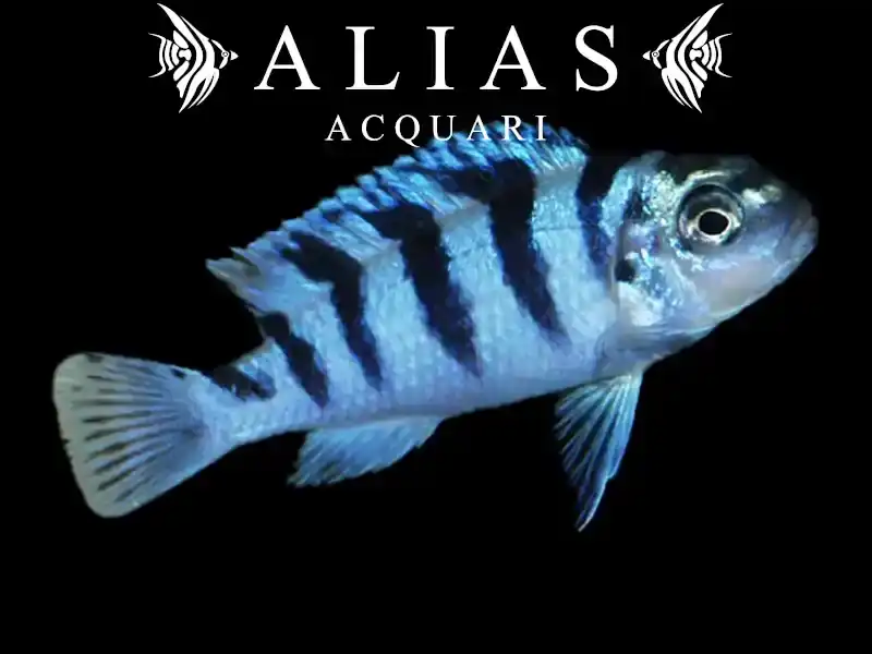 Pseudotropheus Lombardoi