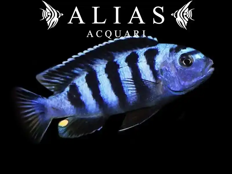 Melanochromis Maingano (Pseudotropheus cyaneorhabdos)