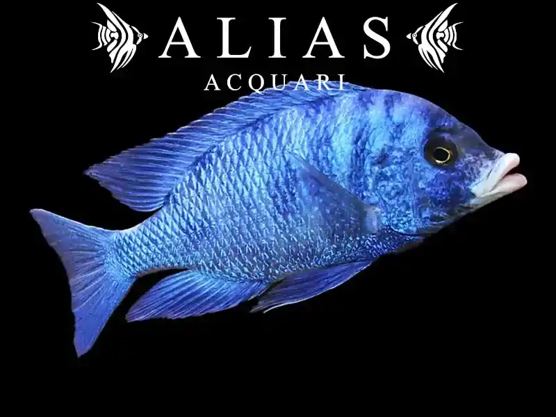 Placidochromis Phenochilus Mdoka white lips