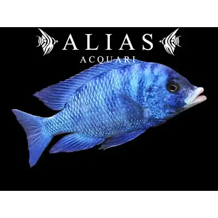 Placidochromis Phenochilus Mdoka white lips