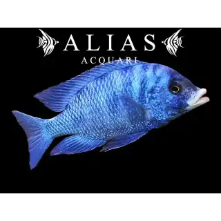 Placidochromis Phenochilus Mdoka white lips