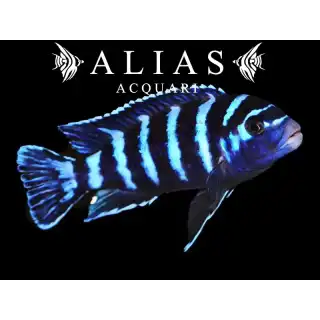 Pseudotropheus Demasoni