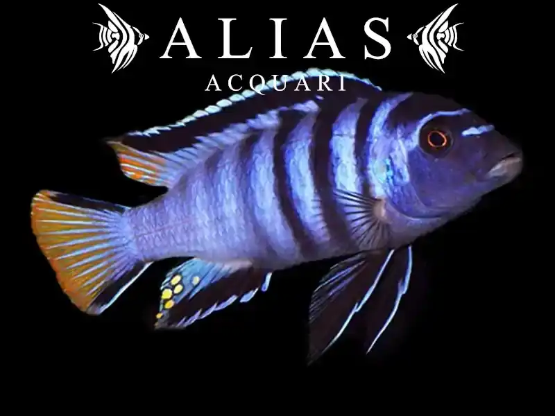 Pseudotropheus Elongatus mpanga