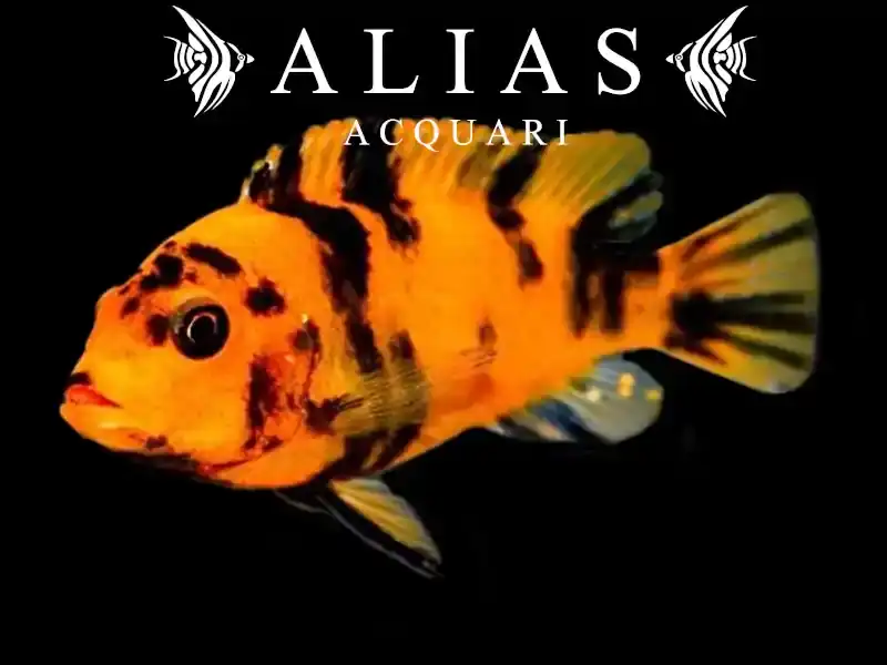 Pseudotropheus Zebra red ob