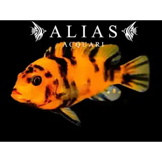 Pseudotropheus Zebra red ob