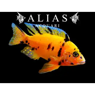 Aulonocara sp. Orange blanche