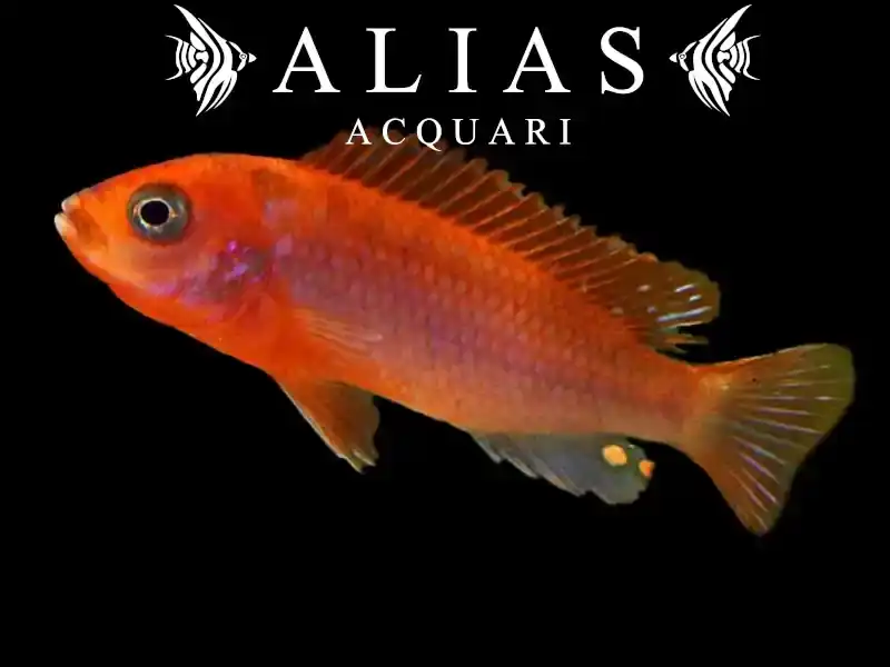 Labidochromis Hongi Orange