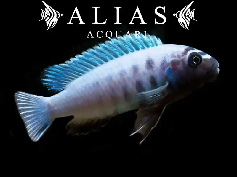 Pseudotropheus Polit