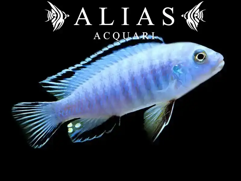Pseudotropheus Socolofi
