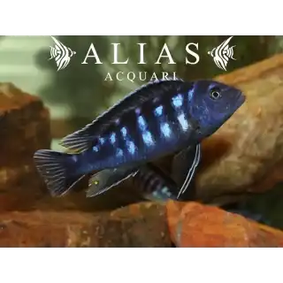 Melanochromis Interuptus