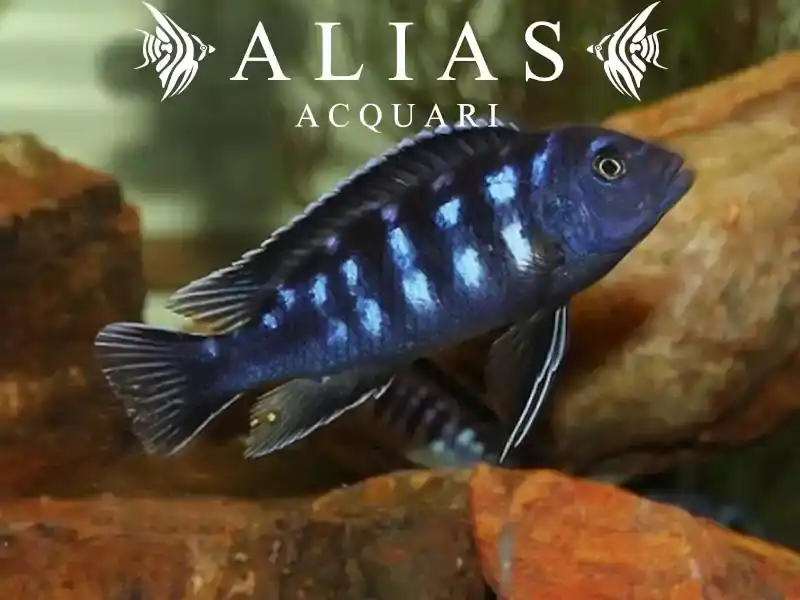 Melanochromis Interuptus
