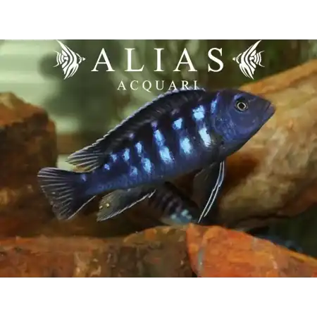 Melanochromis Interruptus