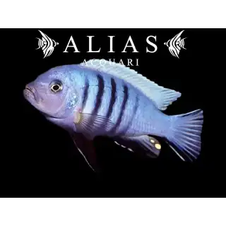Cynotilapia (Maylandia) Pulpican
