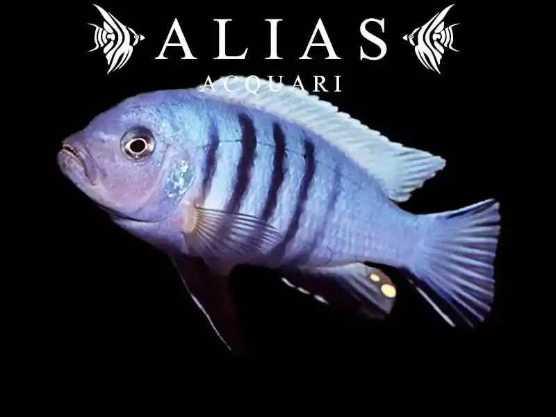 Cynotilapia (Maylandia) Pulpican