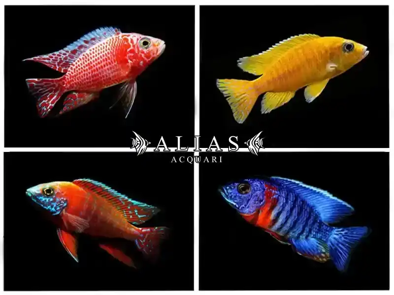 Aulonocara mix