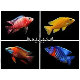 Aulonocara mix