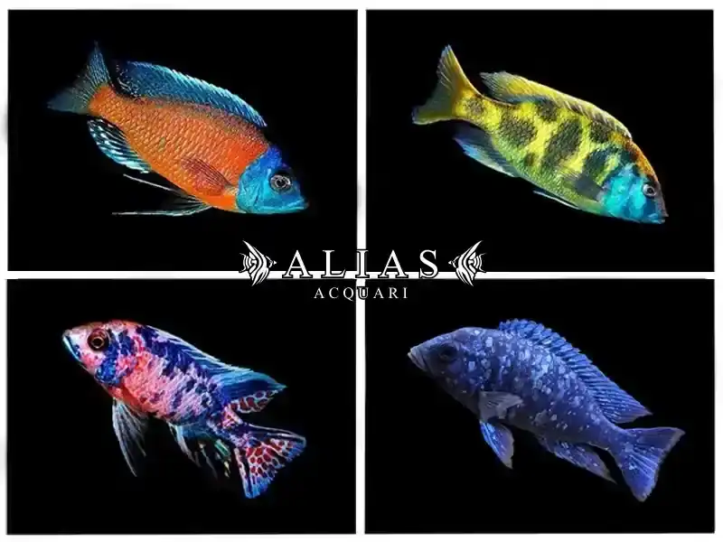 Malawi cichlid mixed
