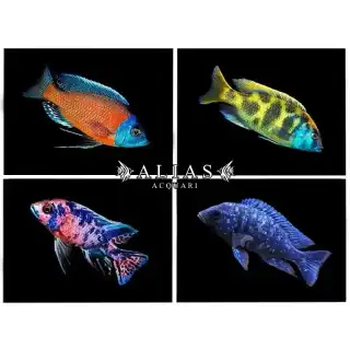 Malawi cichlid mixed