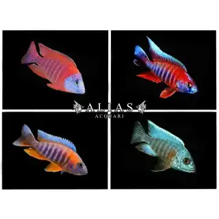 Aulonocara Super color mix