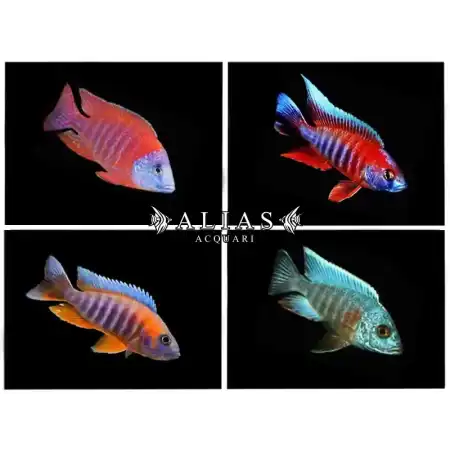 Aulonocara Super color mix