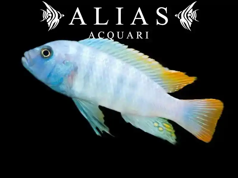 Pseudotropheus Zebra red + blue