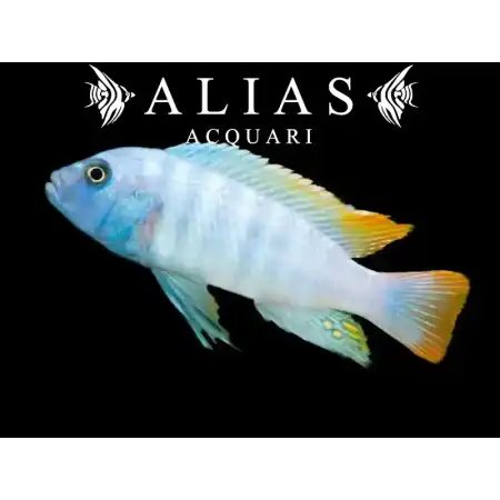 Pseudotropheus Zebra red + blue