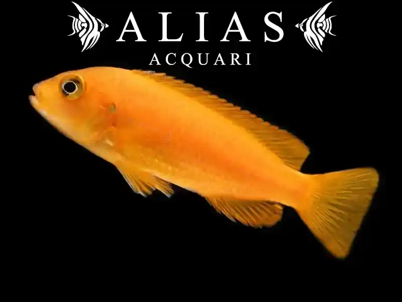 Pseudotropheus Saulosi red coral