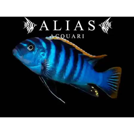 Cynotilapia Afra red dorsal