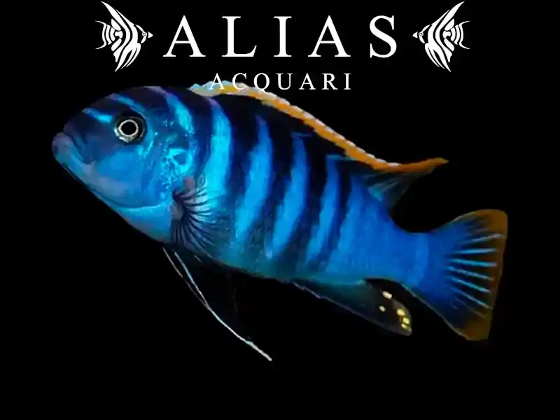 Cynotilapia Afra red dorsal