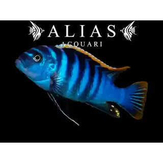 Cynotilapia Afra red dorsal