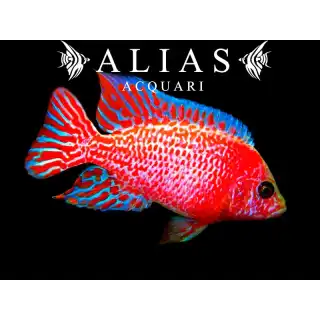 Aulonocara sp. Red dragon