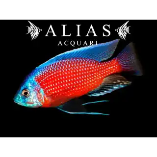 Haplochromis (Copadichromis) Borleyi red fin