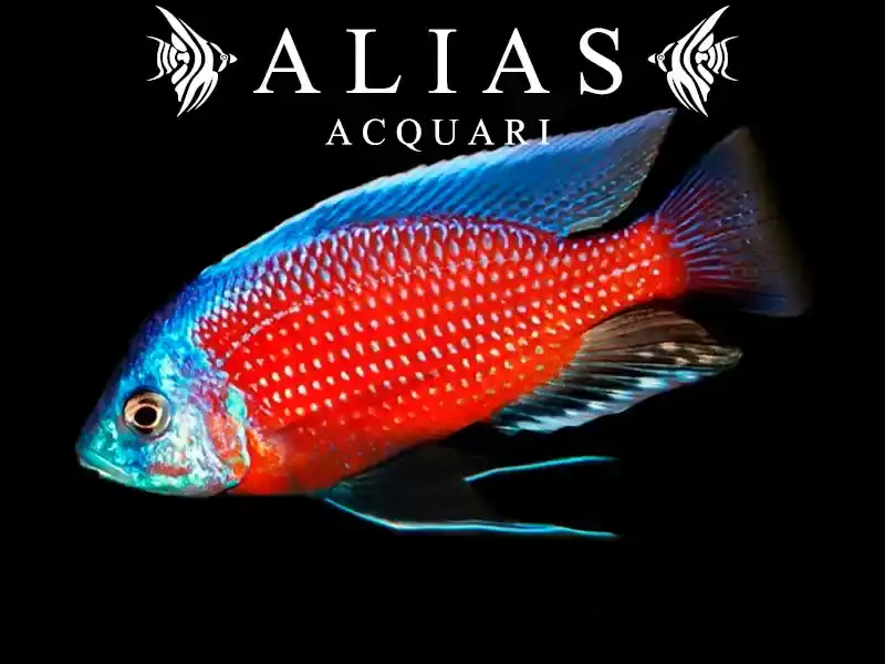 Haplochromis (Copadichromis) Borleyi red fin