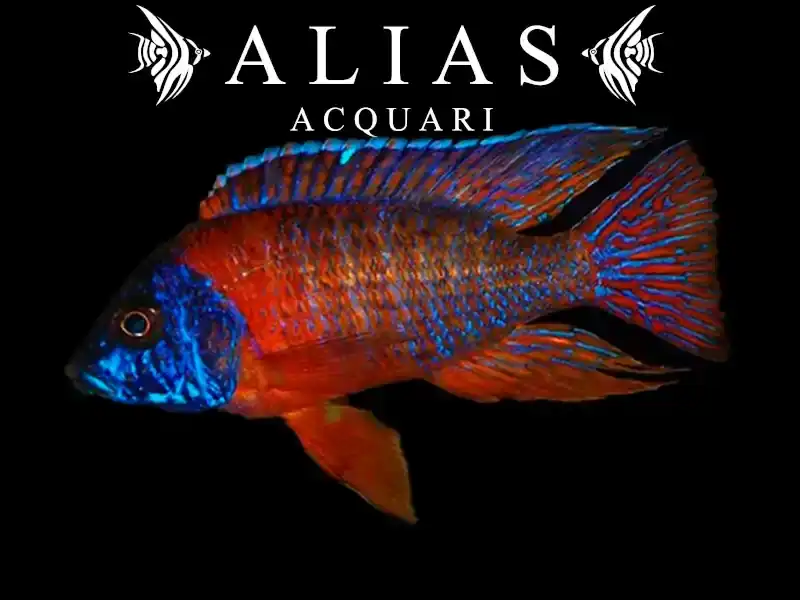 Aulonocara Stuartgranti Red flash