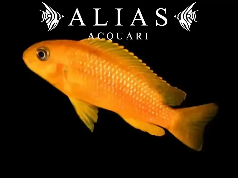 Melanochromis johanni red