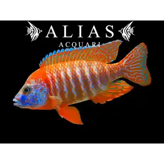 Aulonocara sp. red