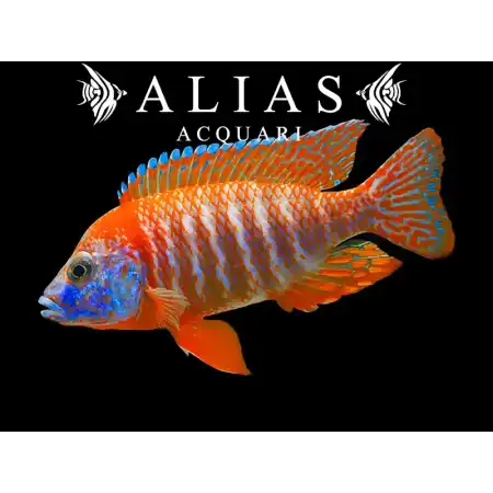 Aulonocara sp. red