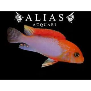 Labidochromis Sunflower red