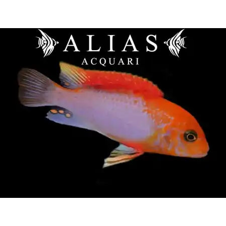 Labidochromis Sunflower red