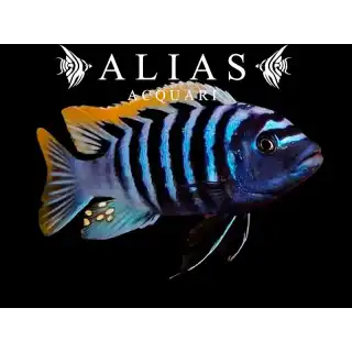 Cynotilapia Afra red top