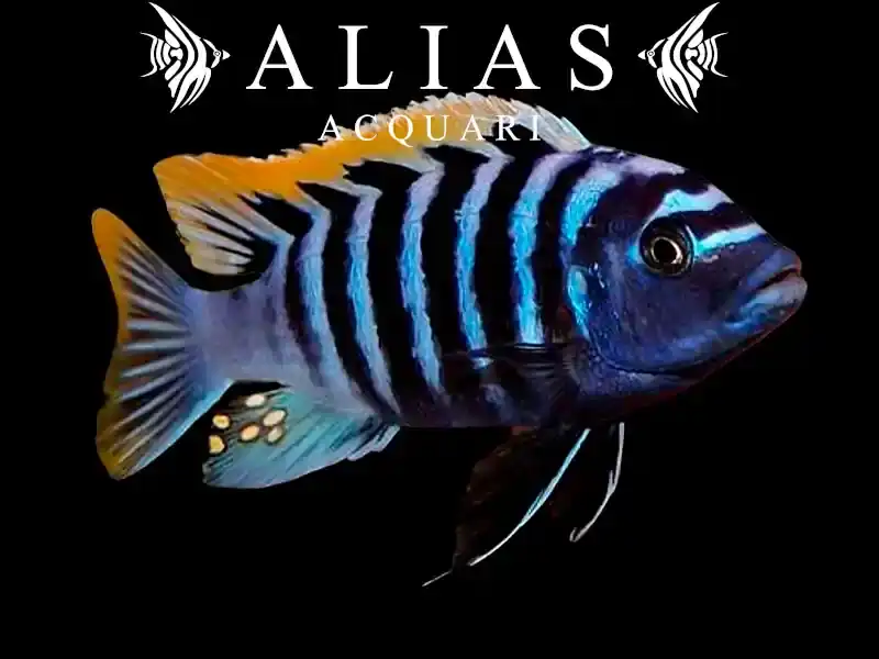 Cynotilapia Afra red top