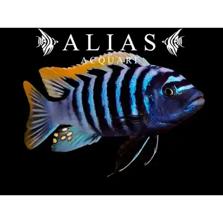 Cynotilapia Afra red top