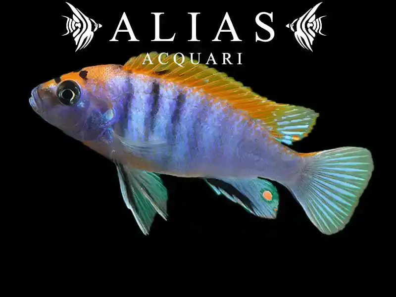 Labidochromis Hongi